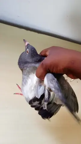 Un pigeon reçu en consultation #lavetopimpante #pigeons🐣🕊️😍🤩🤗 