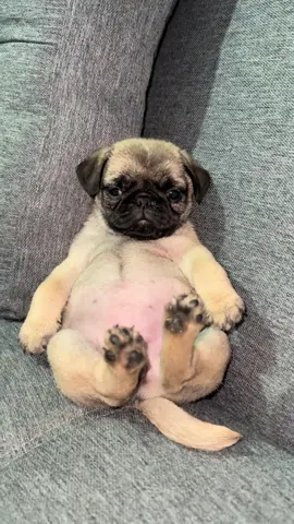 Genoveva 🥹💗 #bernardo #pug #puglover #camadadepug #babypugs 
