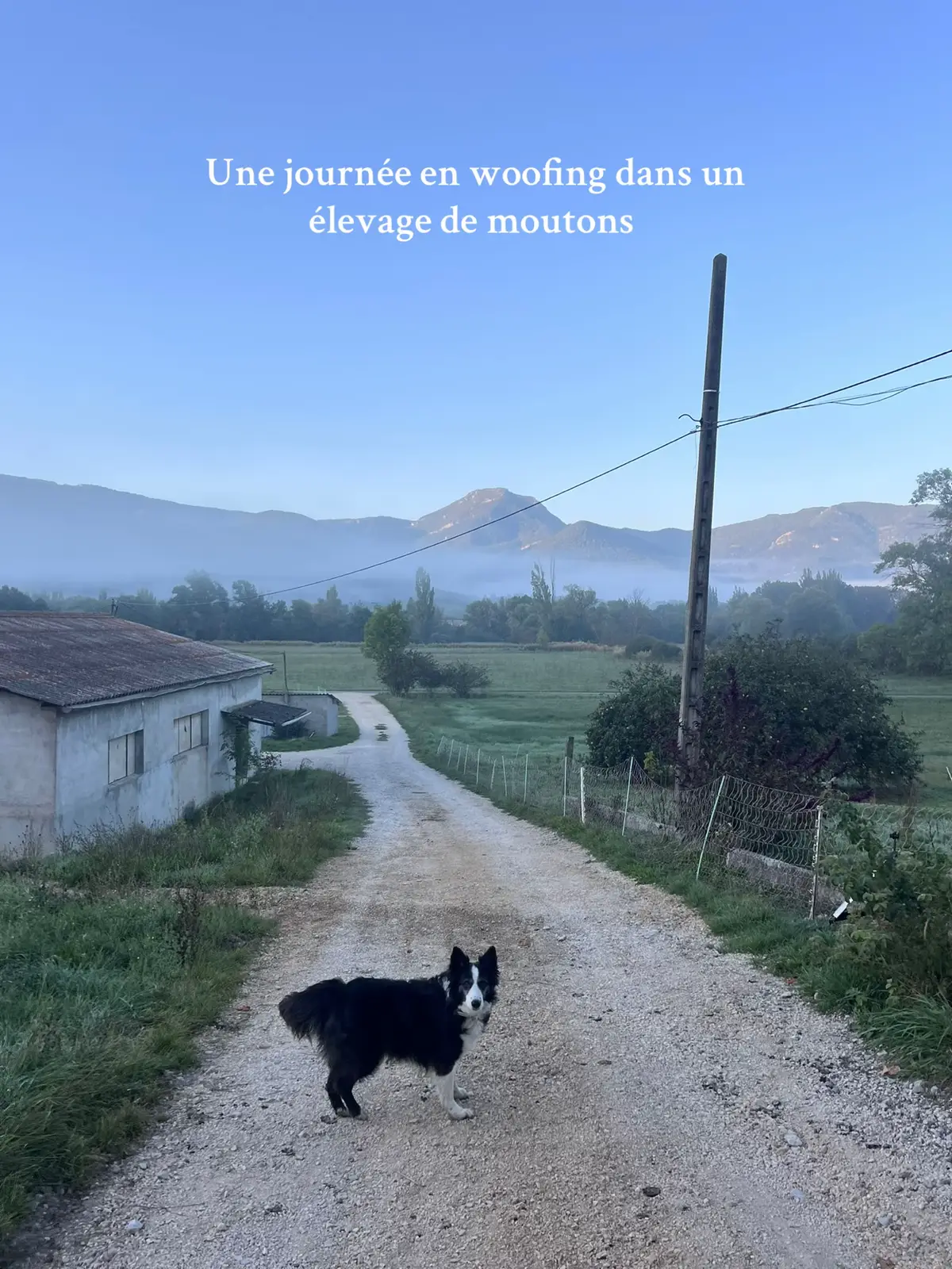 #woofing #ferme #mouton 