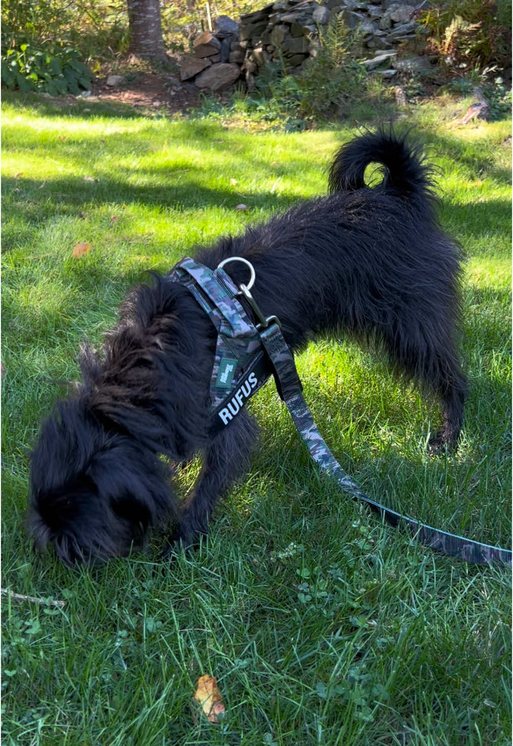 Rufus loves his new leash and harness from @dogfriendlyco :) Such good quality + love that it has his name on it!  —  Use the discount code CICELYDF for $$$ off!! 