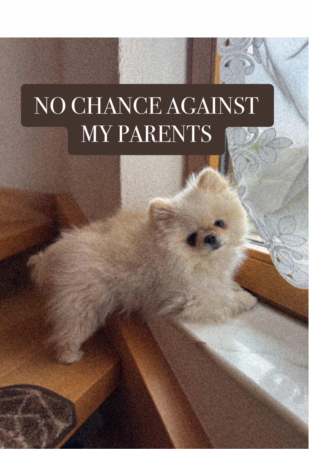 It’s not getting any better #pomeranian #dog #fyp #pov #grandma 