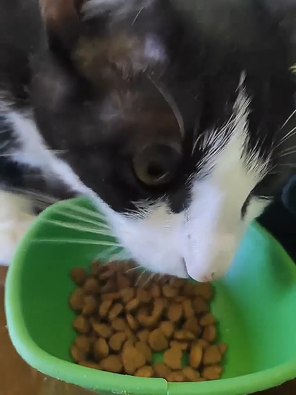 asmr de gatinho #asmr #gato #viralvideos 
