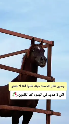 #عبارات #خيل_وخياله🐎 #fypシ #explore 