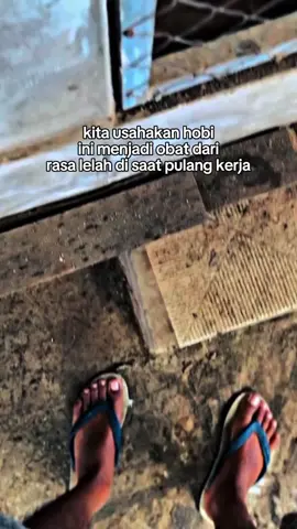 rasa capek ilang kalau udah megang ayam #fyp #masukbranda #peternakmuda #ayambangkoksuper #pama 