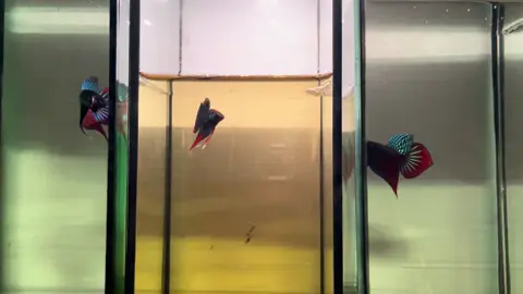 ล่อเเก้มเเดงเอ๋อเลย #ปลากัดสวยงาม #ปลากัดป่า #ปลากัดป่าภาคใต้