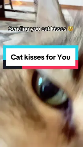 Send this to someone who needs some cat kisses today! #catkisses #sendthistoyourcrush #catlovers 