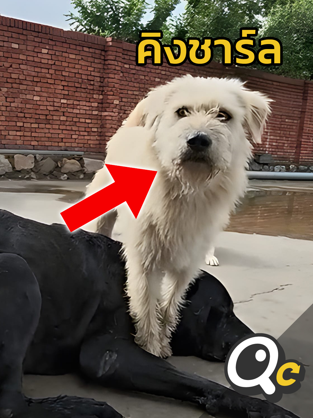 คิงชาร์ล จ่าฝูงผู้ยิ่งใหญ่ Music: 