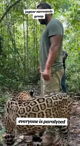 #jaguar 