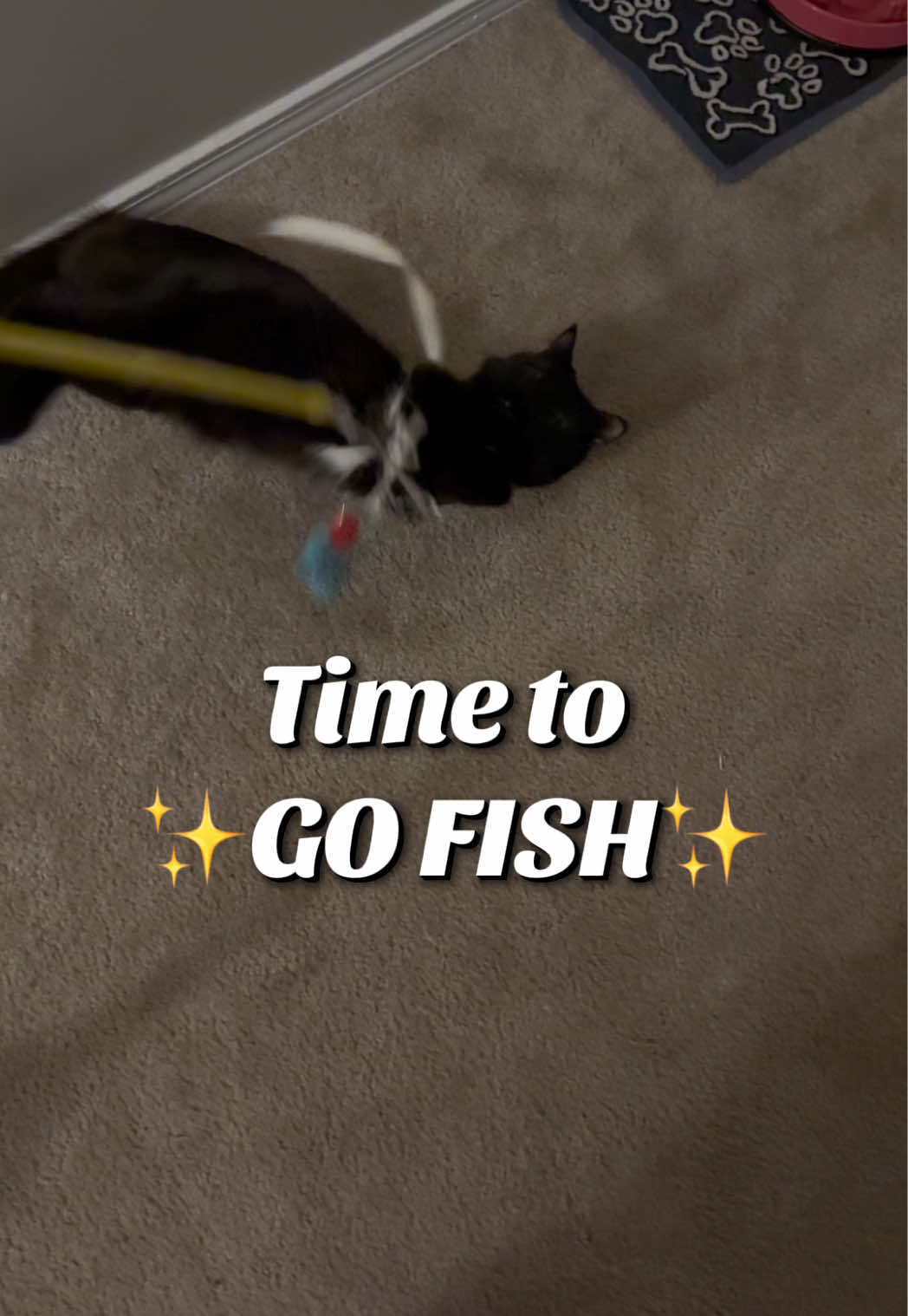 Im not very patient at fishing. #blackcat #cat #catsoftiktok #halloween #maguito🎩🪄✨