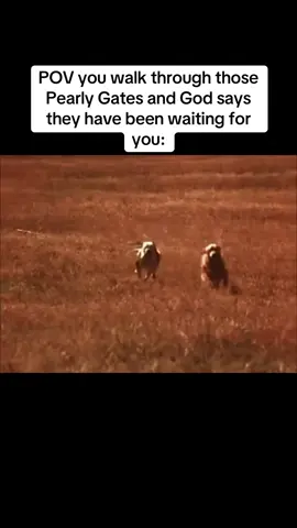 What a great day that’ll be… #fyp #heaven #PetsOfTikTok #family #animals 