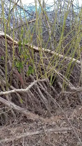 sertão de Brumado Bahia  #seca  #pe de quiabento  #caatinga  #creatorsearchinsights 