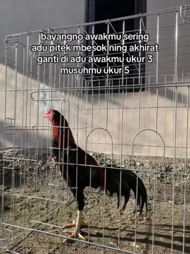 bayangno😂 #ayam #peternakayam #ayambangkok 