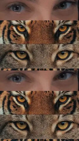 sextouuu 🙏🏼🐆 #foryoupage❤️❤️ #wild 