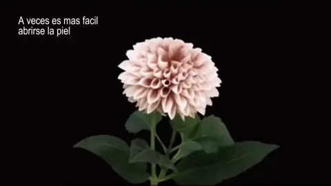 Es más fácil abrirse la piel :(...  #parati #fyp #music #lyrics 