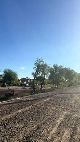 They were soo beautiful to see in person!! I think these were Harris hawks! 