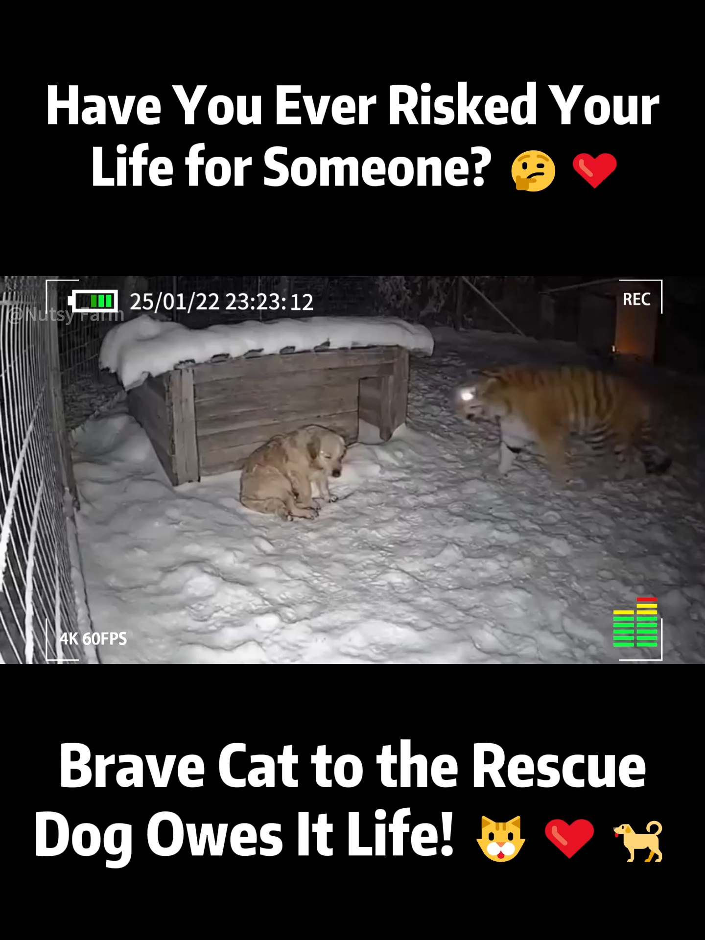 Have You Ever Risked Your Life for Someone? 🤔❤️#camera #dogs #cat #tager Brave Cat to the Rescue Dog Owes It Life! 🐱❤️🐕