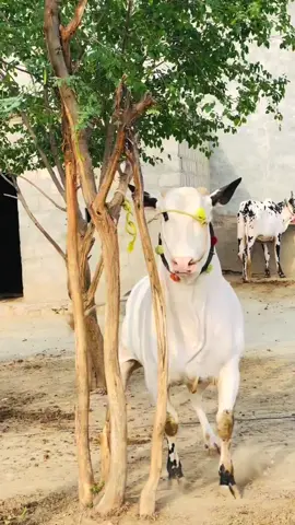 Purtila☠️#fyp#Agressive🔥#Beauty💎#Admin🫴@𝕄𝕌ص𝔸𝔹_𝕄𝔸𝕃𝕀𝕂💸#Unfreeze My Account🔥 🥶