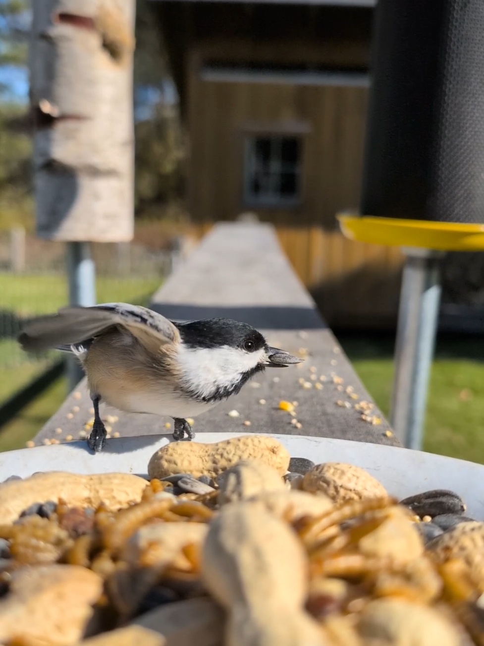 Today, the usual cast of mourning doves, sparrows, and lots of chickadees (or maybe only two 🤷) #peaceful #wildlife #birds #feeder #vermont 