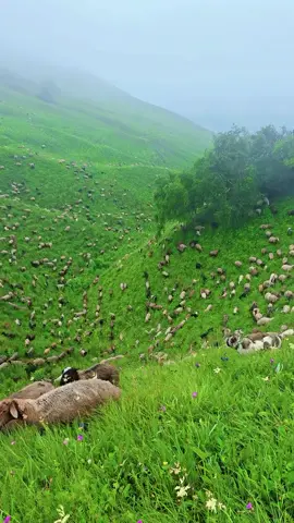 #راعي_المطافيل #تركيا 