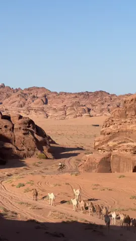 #تصويري #برق_الحيا #عطايا_الله🐪 #مشاءالله_تبارك_الله 