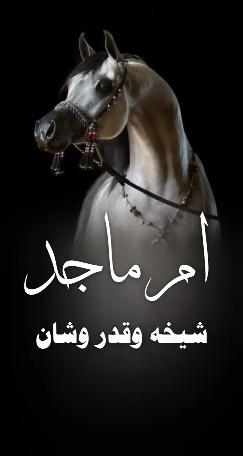 #شيلة_ام_ماجد #شيخه_وقدر_وشان #شيلة_ام_العريس #شيلات_ام_المعرس #شيلات_بالاسماء 