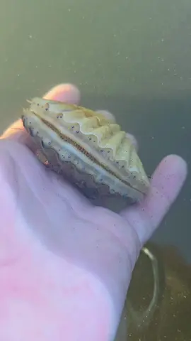 Look at those blue eyes! 👁👁 Bay scallops have up to 200 tiny eyes lined around their shells. They sparkle like ocean stars and help them sense movement in the water. Magical little sea jewels 💎🌊 #asmr