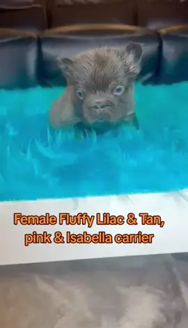 #frenchbulldog #frenchi #frenchie #frenchiesoftiktok #dog 
