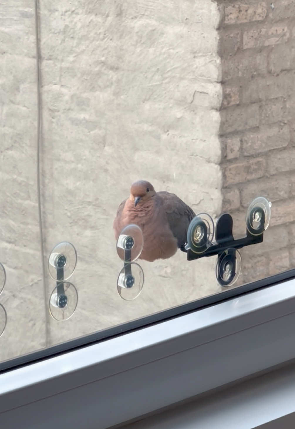 he is calmly levitating #bird #funny #cuteanimals #mourningdove #birdsoftiktok 