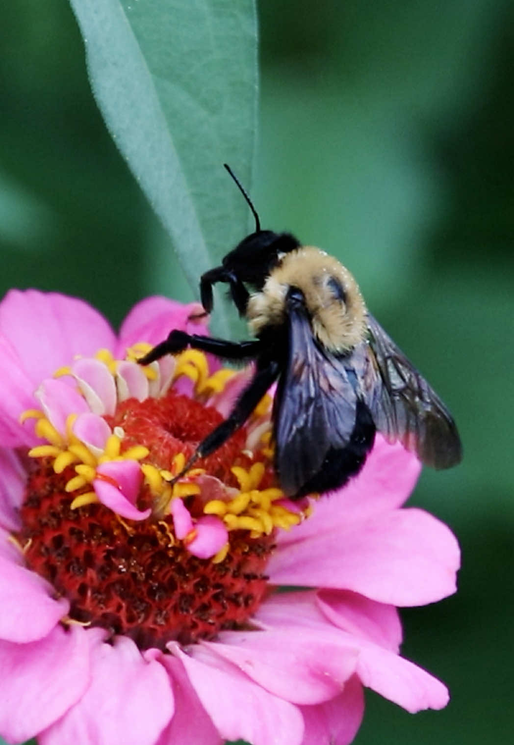 🐝 The Bee 🐝 .. When I was out filming Porchfest back in August, I noticed a women taking video of this bee on her phone. When she left, I kinda felt the need to do the same as well haha So I hope you guys enjoy this little bit of calm today! ☺️ .. #photography #oldfremontfilms #daytonphotographer #nature #bumblebee 