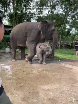 Ngedusel terus kau nis😂😅#tamannasionalwaykambas🐘 #gajahwaykambas #Pesona_Waykambas #privatetrip #bebyelephant 