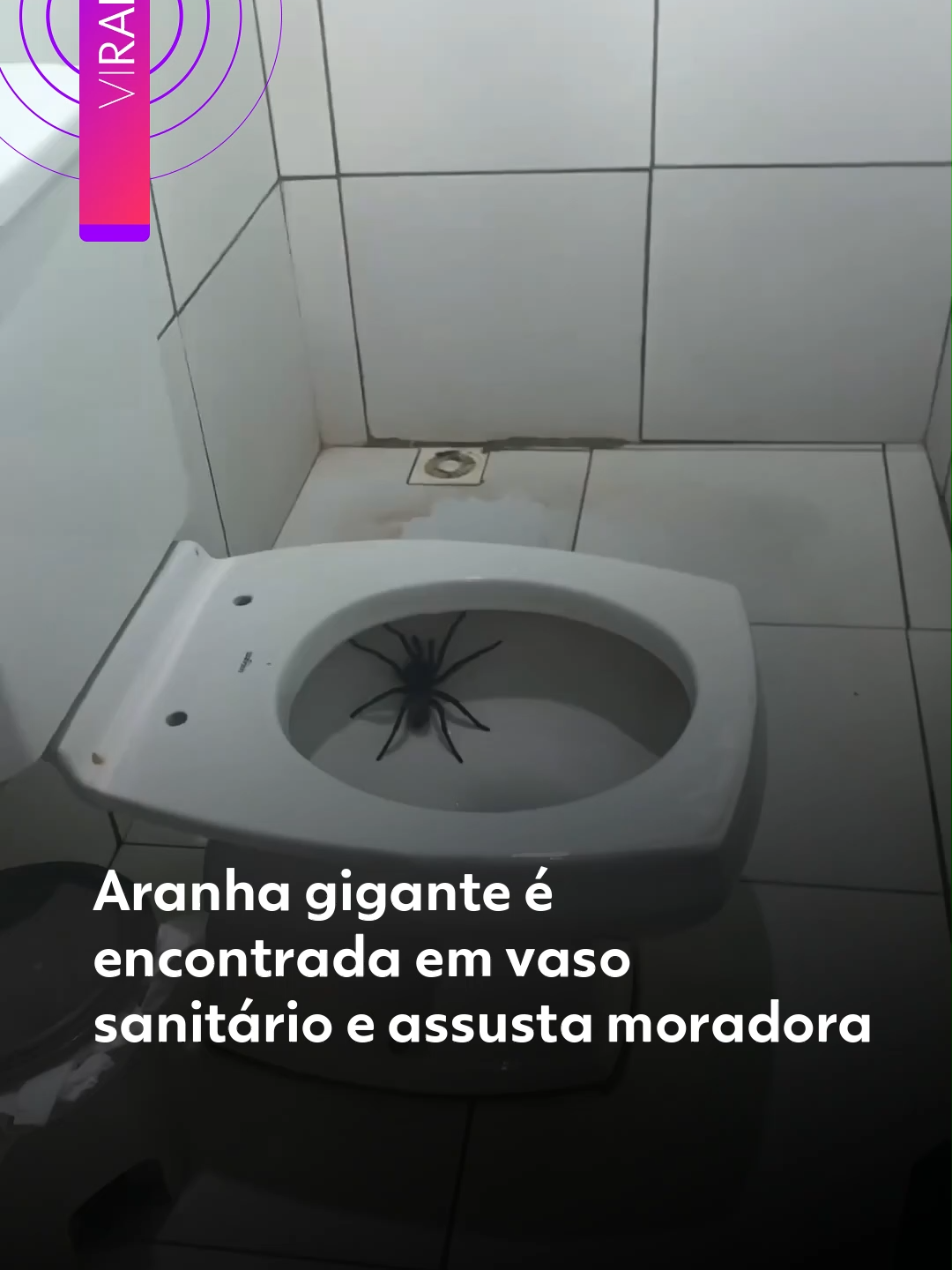 #Viralizou 😱🕷️ – Imagine ir ao banheiro e dar de cara com uma aranha gigante dentro do vaso sanitário. Foi exatamente o que aconteceu com uma mulher, que levou um baita susto com a cena. O registro rapidamente chamou atenção nas redes pelo tamanho da aranha e pela reação inesperada. Você teria coragem de encarar essa situação? Créditos: a_carvalhok | @myhoodbr Clique em 'leia o artigo' e veja mais vídeos do g1. #g1 #g1viralizou #aranha #susto