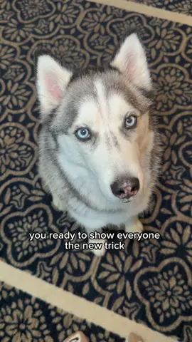 Working on patience training a.k.a. cruel and unusual snack punishment for Pluto pants 🤣  #husky #dogtricks #dogeating #funnydogvideos #dogsoftiktok 