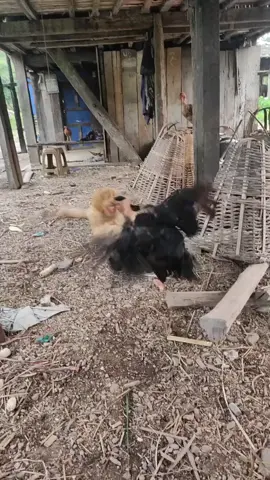 #अहिले_तपाईँ_हेर्दै_हुनुहुन्छ 🫵 #के_छ_खबर_सुबेदी_सर 🫡🇳🇵