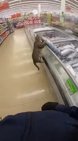 Bodycam in a supermarket of a cat stealing a frozen fish and a chase at the guard tries to catch the cat running outside #catburglar #cat #theft #bodycam #sora2