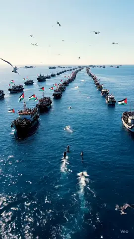 Pray for Global Sumud Flotilla  🇵🇸🇵🇸🇵🇸🇵🇸 ‎Stand for humanity. Stand for Palestine. ‎ ‎#globalsumudflotilla #LoveYouPalestine #FreePalestine #CatForPalestine #PalestineWillBeFree #StandWithPalestine #JusticeForPalestine #GazaUnderAttack #ViralVideo #EmotionalSupport #FYP #ForYou #TrendingNow #ResistWithLove #HopeForGaza #PrayForPalestine  ‎ ‎