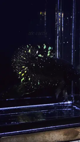 #betta #avatar #nebulagreengold cỡ này chịu gì nổi ae. e xin nhắc lại là ( siêu thiên hà ) OK yk vậy nha ae