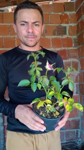 dicas pra sua roseira Q tá amarelanda 