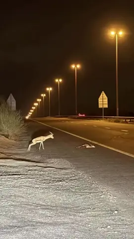 بوادعك و هموم قلبي لها صروح 😢🦌#الوداع #اكسبلورexplore #الرياض #تربه #viral #fyp #M_H❣️ #غزال 