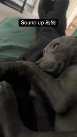 Sooner I win the lottery the better 😂#fyp #foryou #bluestaffy #cute #dogsoftiktok 