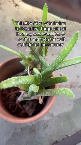 It came back from being sooo droopy and it’s happy asf now #aloevera #plantcollection #plantsoftiktok #succulents #aloe 