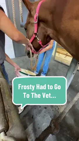 🐴 #vetvisit #equine #aqha #barrelhorse 
