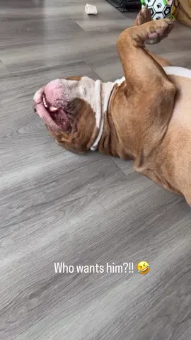 This guy….he is going to turn into a treat. 🤣 #adventureswithDior #bully #americanbully #treatmonster #helovestreats 