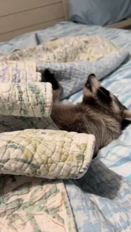 Biscuits tucked herself in for a nap. #naptime #fyp #cuteanimals #raccoon #cozy