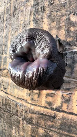 #ahoufe_ #viral #trending #fyp #trend 