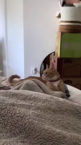 Cats playing with their tails #funny #funnyvideos #fyp #cat #catsoftiktok 
