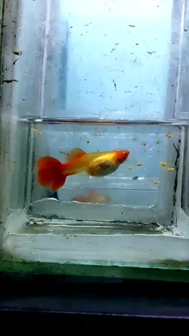 Wkwk lagi saya jual sempet2 nya buang anak😂 #fyppppppppppppppppppppppp #guppyindonesia 