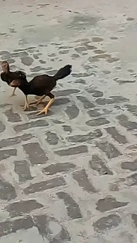 #foryou #aseellovers #viralvideo #foryou #aseellovers 