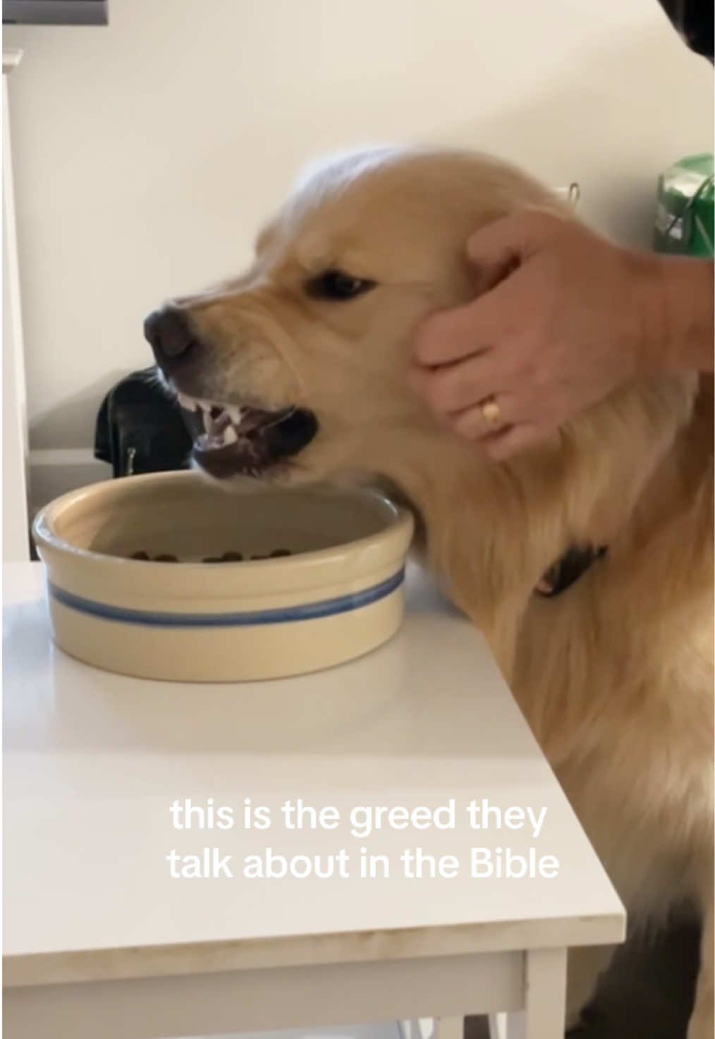 the gluttony is sickening 😭 #goldenretriever #dog #pobear 