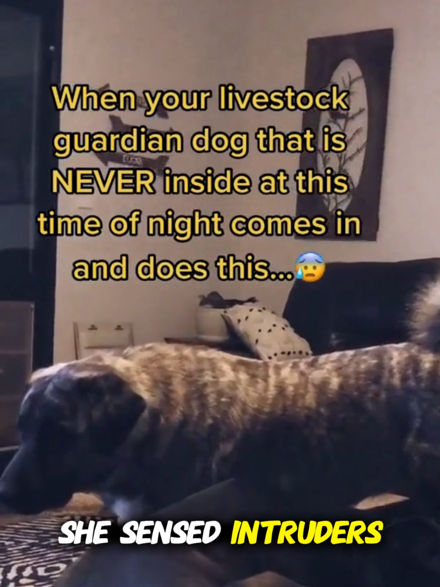 Dogs dont break routineunless they sense danger! #cryptid #skinwalker #skinwalkerstories #appalachian #appalachianmountains #appalachiantrail #scary #creepy #spooky #appalachia #hauntedappalachia #HorrorTok #creepypasta #scaringpeople #mysteries #scaryvideos #supernatural #paranormal #livestock #livestockguardiandog #livestockguardiandogs #danger #skinwalkervibes