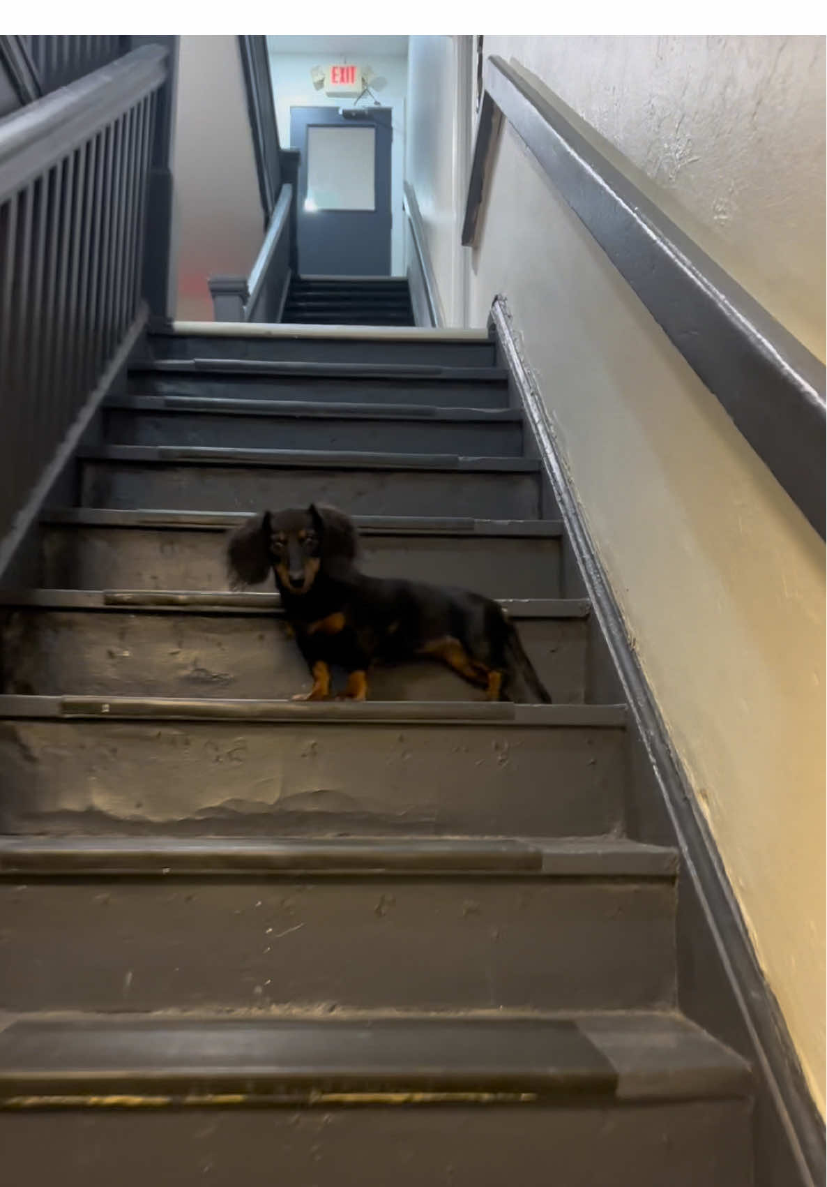 #fyp #minidachshund #dogsoftiktok #funnydog 